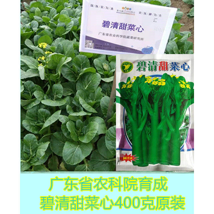 Guangdong Provincial Academy of Agricultural Sciences Vegetable Heart Seed Beqing Sweet Vegetable Heart (400 gr) Vegetable Farm Special Oil Green Beetroot Hearts