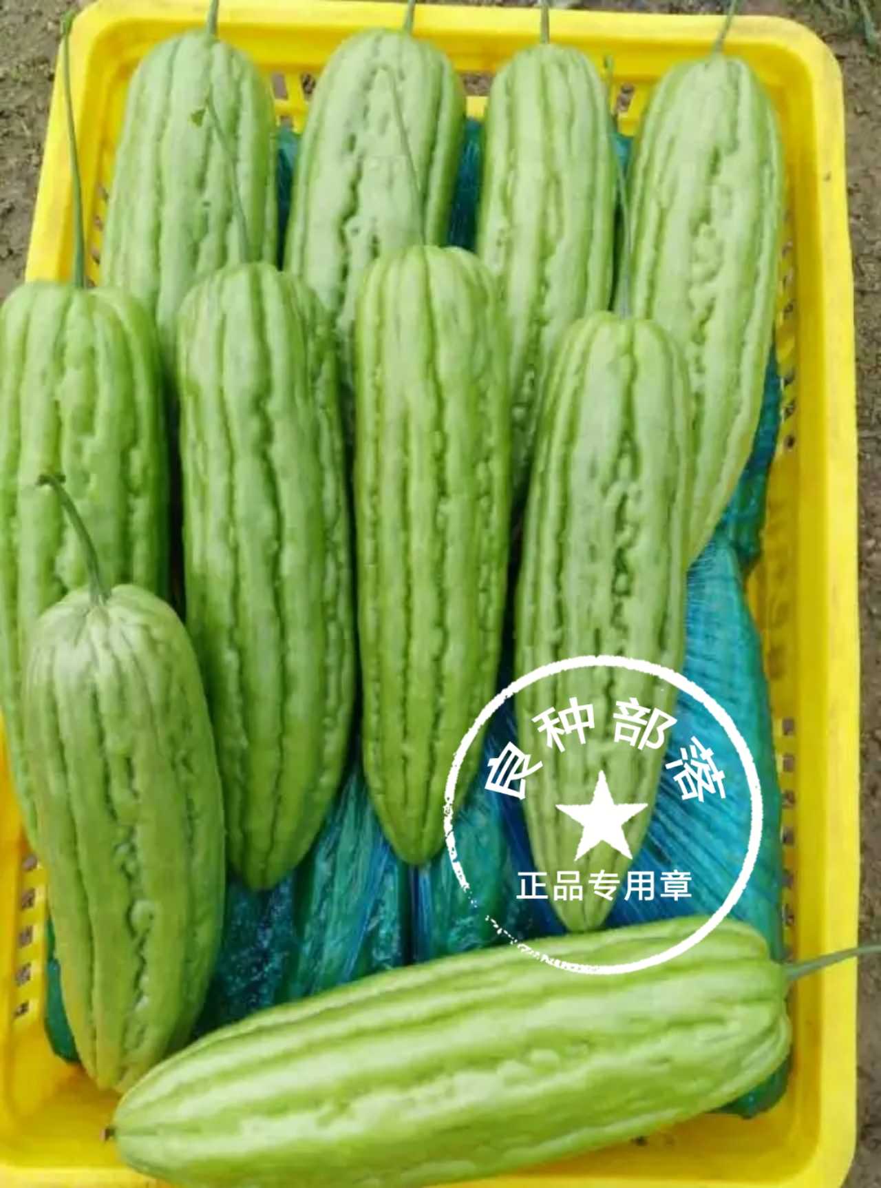 Vegetable seed oil green balsam pear seed (10 grain split) Family courtyard special cold melon quality yield high