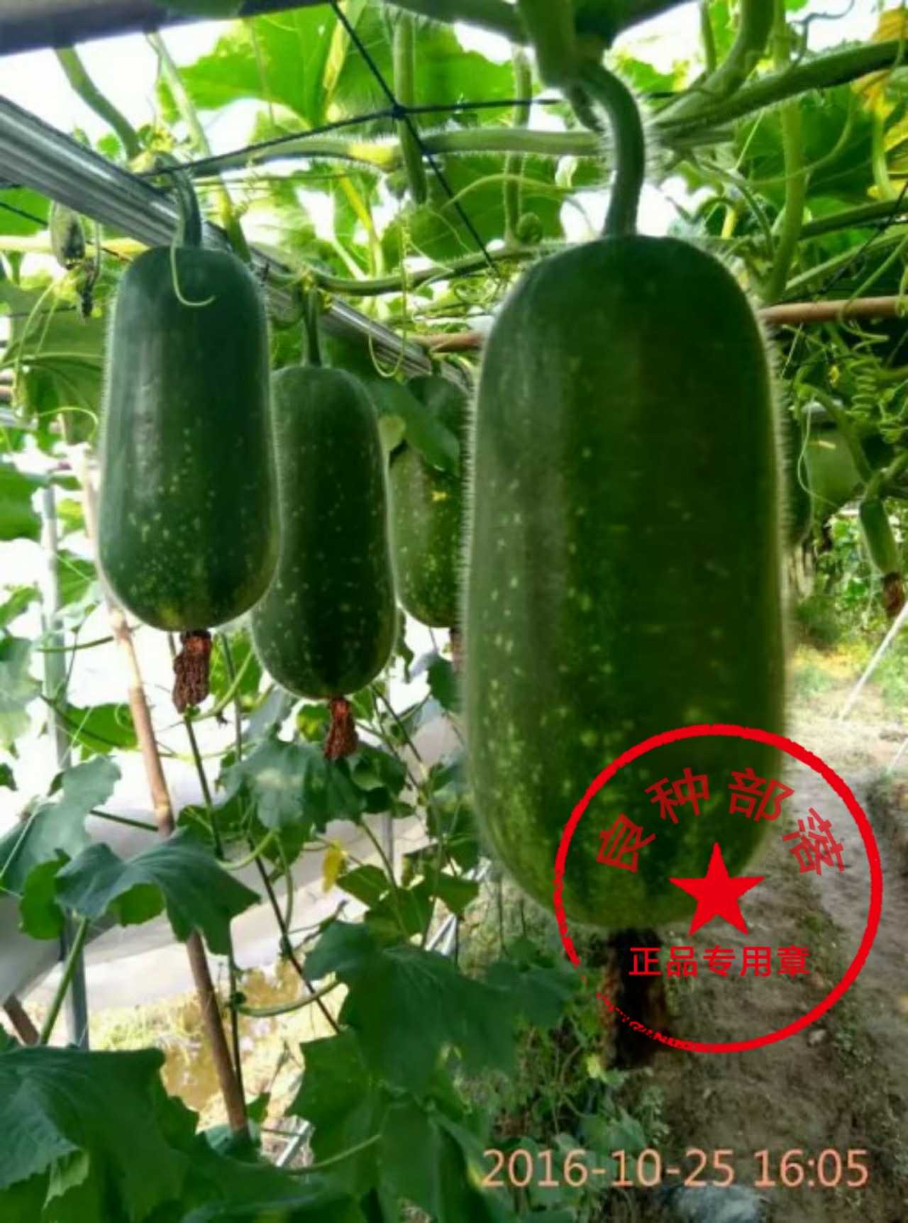  Exquisite festival melon seeds(20g) Guangdong Academy of Agricultural Sciences Guangdong Vegetable brand Keyong seeds have high yield