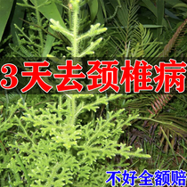 Special patch for cervical spondylosis stiff neck soreness numbness swelling compressed nerves dizziness and dizziness.