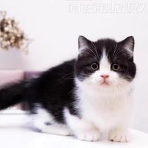 Chinese pastoral cat native cat civet cat calico cat orange and white cat black and white cow cat live animal civet cat orange and white big cat