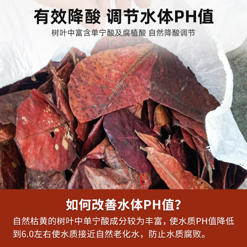 沃韦朗榄仁叶：懒人必备，轻松调节鱼缸PH值，改善水质！🌿🌊