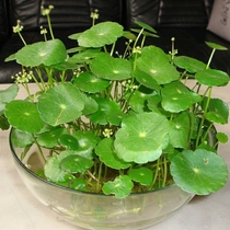 Hotang Mud General Natural Soil Fertilizer Nutritional Soil Cultivation Fish Bottle Family with Large Bags of Slugged Copper Cash