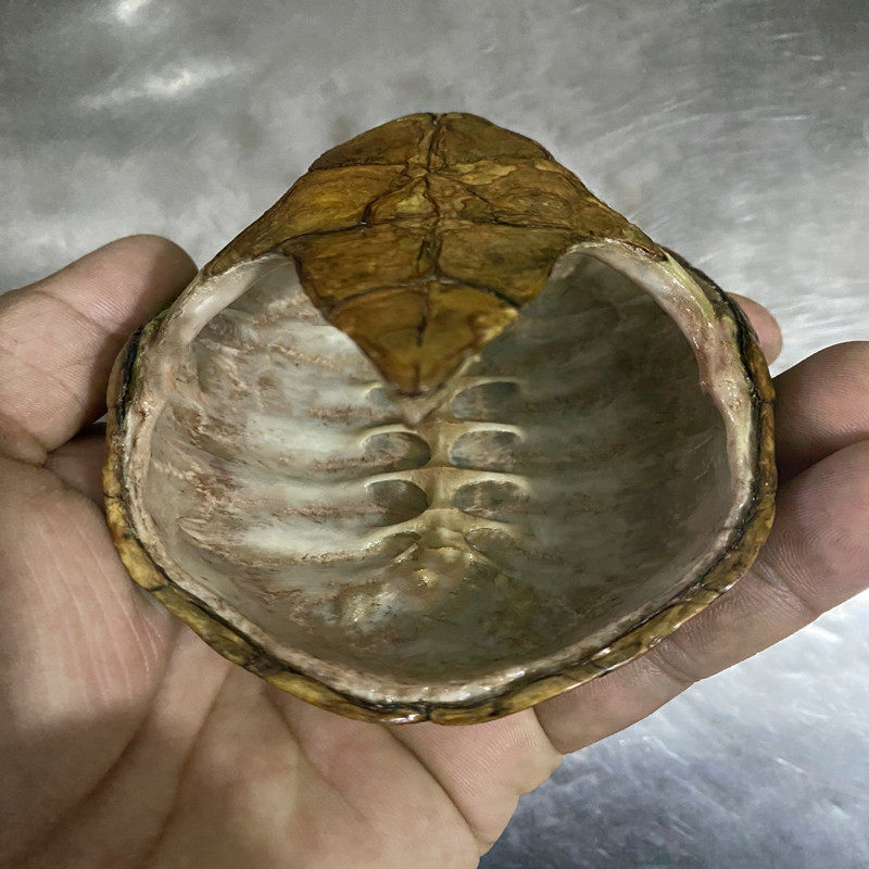 加工龟壳标本:如何合法合规地制作和收藏龟壳工艺品?-手工艺品保养工具-淘宝百科网