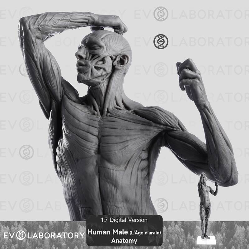 Evo Muscle Anatomy Pvc Human Male Science and Education Model Art Medical Teaching Sketching Human Body Model
