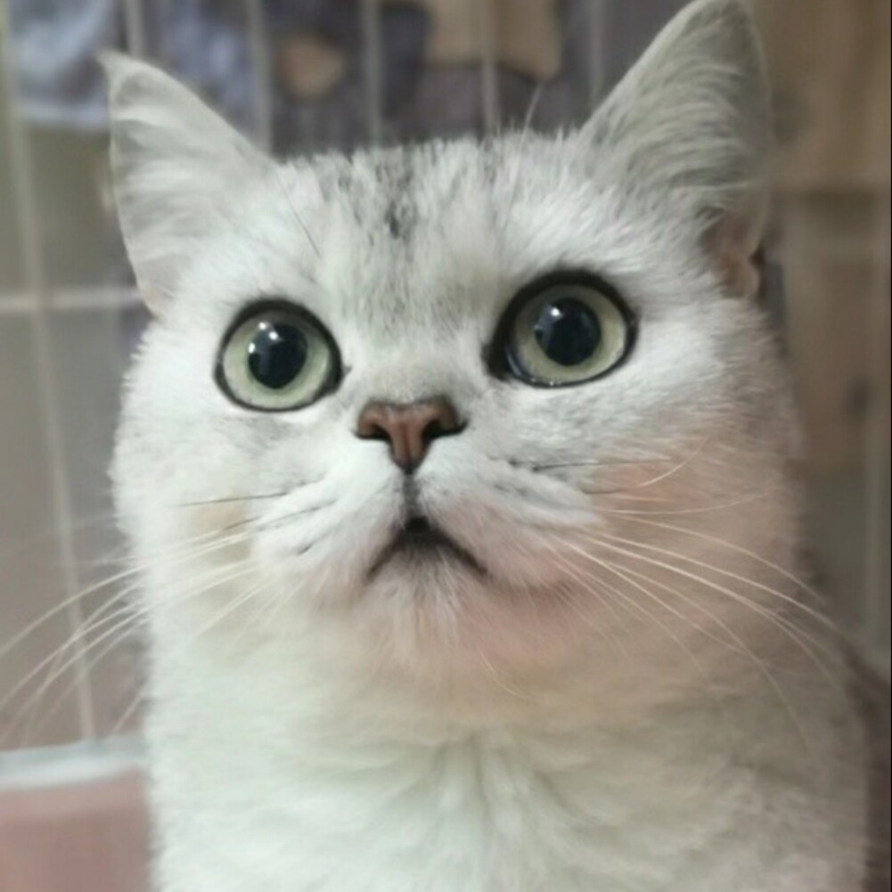 三猫食品