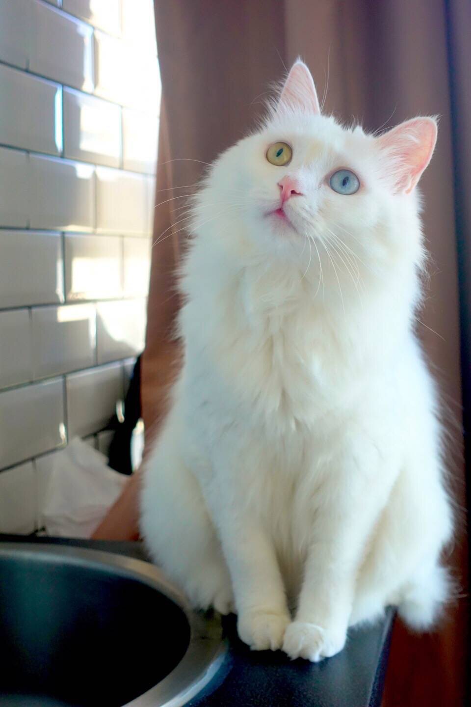 萌猫卡膜源头工厂