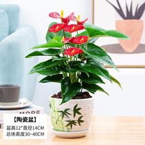 Red shipping When the head big bonsai real flower living room balcony good to feed the four seasons flowering and gift purification indoor green plant flowers