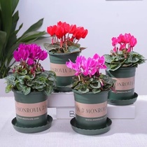 Xianyou come to potted plants with flower buds indoors Good to feed the balcony to greet visitors to the sea and flowers and flowers and flowers green plant flowers