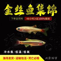 Golden Silk Fish White Cloud Gold Silk Yellow Gold Silk Big Sail Gold Silk Small Lamp Corfish Native Fish Cold Water Fish Ornamental Fish