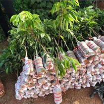 Guangdong Gaozhou Science and Technology No. 1 lychee grafted seedlings Guangdong high-quality grafted Gaozhou tree seedlings high-yielding 3-year seedlings with leaves