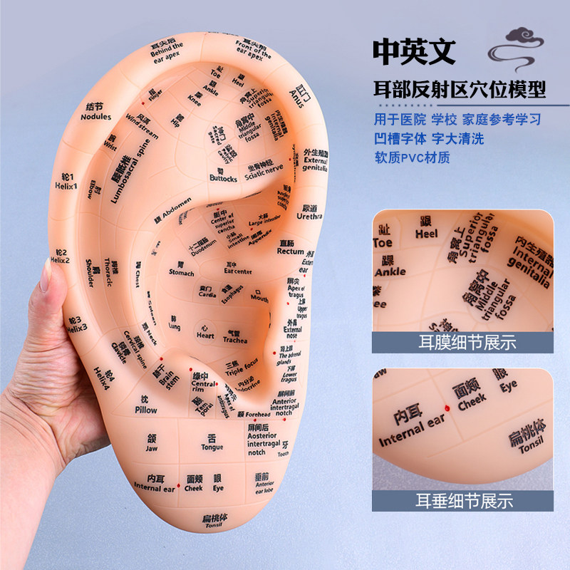 教学版耳部反射区穴位图中英文耳穴模型清晰刻字针灸按摩耳朵模具