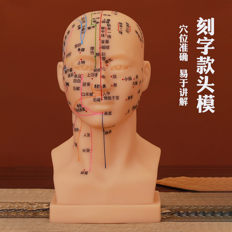 中医教学针灸通用头部经络穴位模型超清刻字全脸穴位假头按摩头模