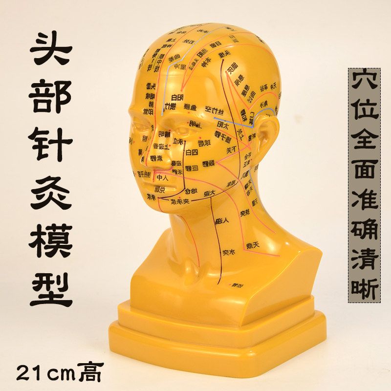 高清晰头部穴位针灸模型中医教学可针扎人体按摩图头模带穴位面部
