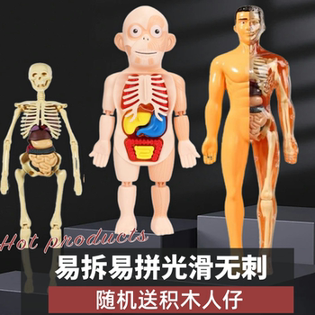 Human Body Structure Model Simulated Anatomical Organ Assembly Children's Toy 3D Skeleton Internal Organs Skeleton Medical Detachable