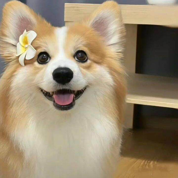 沐沐宠物店