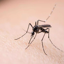 (Mosquito) 1:64 scale miniature model simulated insect model toy flying insect mosquito