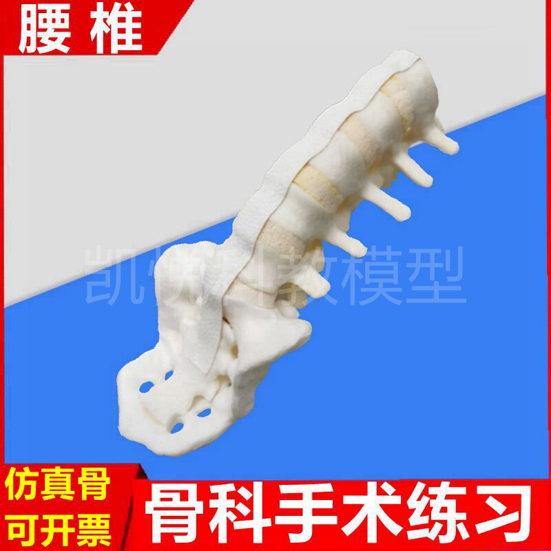 腰椎模型骨科手术练习模拟髓内钉固定椎弓植入临床人体脊柱可显影