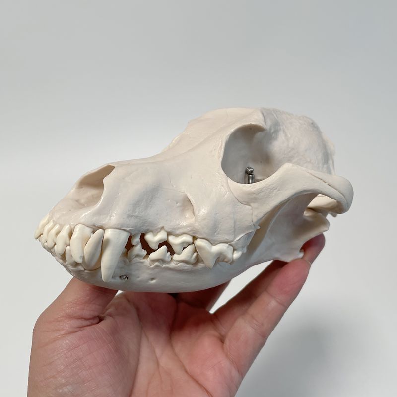 犬头骨模型口腔牙齿仿真狗骨头动物骨骼倒模宠物医院兽医解剖教学