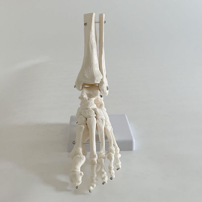 足骨模型带胫腓骨踝关节可活动脚趾1比1运动康复功能演示脚骨韧带