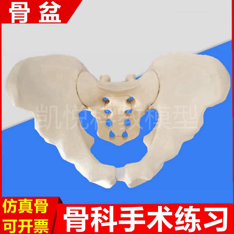 骨盆模型 仿真模拟手术练习骨科医生操作1比1假骨头人体脊椎植入