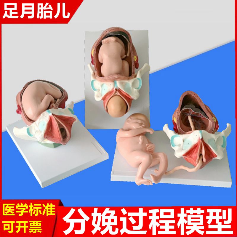 足月妊娠模型胎儿分娩过程产程产道受精卵形成胚胎发育过程
