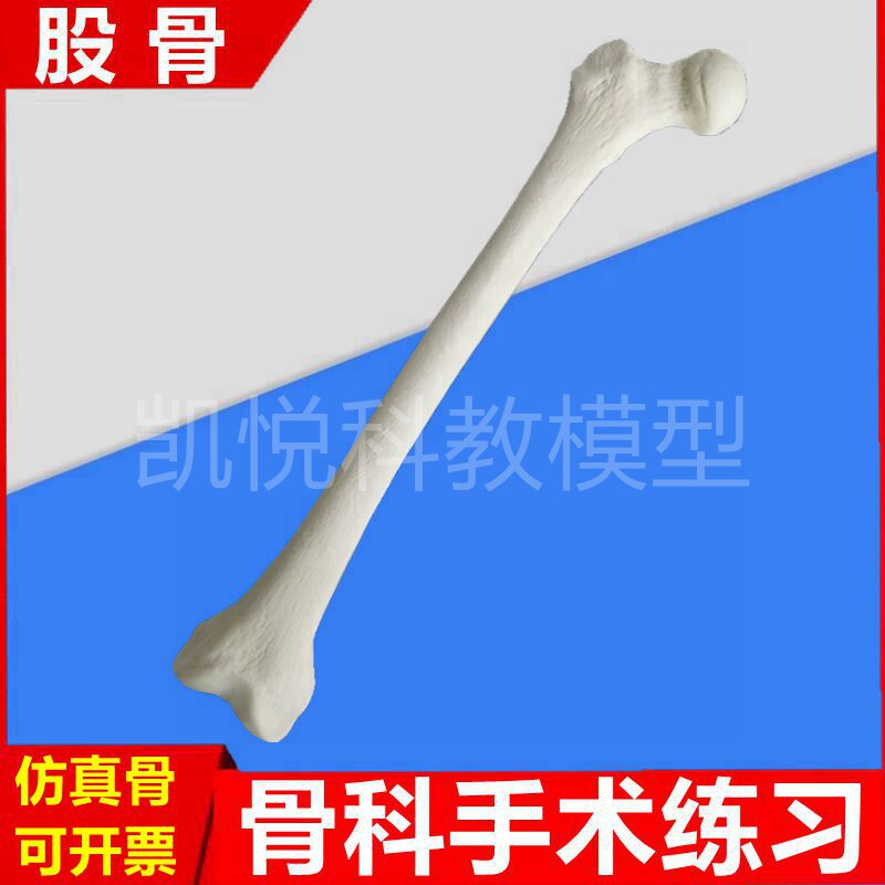 股骨模型仿真模拟手术练习髓内钉钢板固定钻孔操作骨髓腔松质皮质