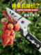 Fruit Picking, Lychee, Loquat and Bayberry Artifact Fruit Picking Device, Fruit Picking Telescopic Pole Picker, High Branch Shears, High-Altitude Pruning Shears