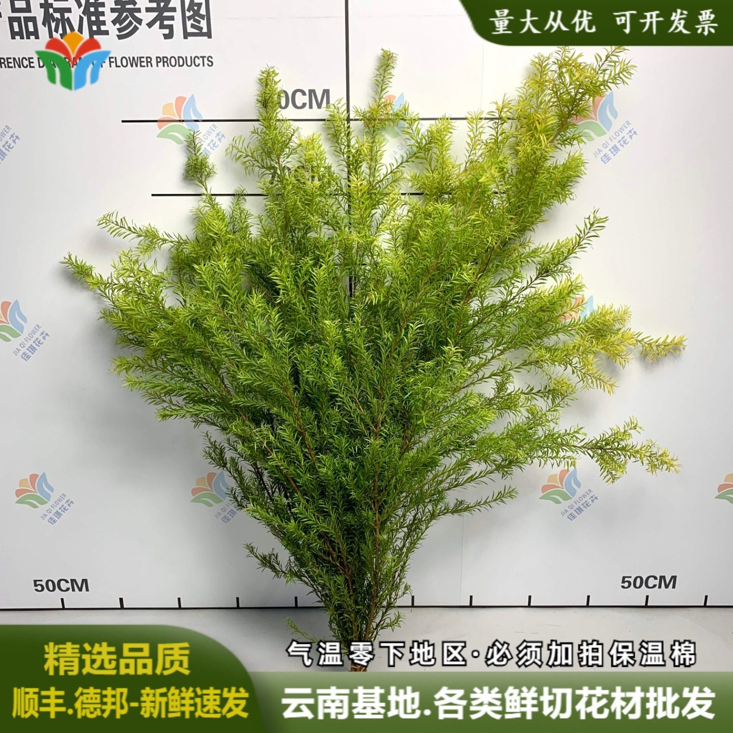 雲南千層金生花直販卸売、芳香松、金芳香柳、水耕栽培生切り枝、結婚式などの行事用花の団体購入。