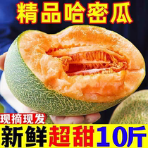 Hainan Hamegua 10 catty of fresh фрукты Zhengzong Xizhou honeydew melon 25 Old Han melon 1 цельная коробка из зерна сладкая дыня