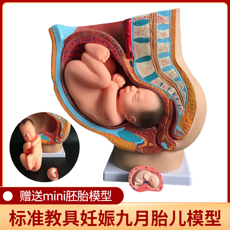 妇科女性盆腔附足月胎儿模型子宫生殖模型妊娠发育九个月胎儿教具