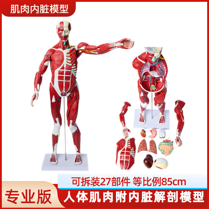 医学教学人体全身肌肉模型内脏器官解剖结构组织拆卸运动仿真教具