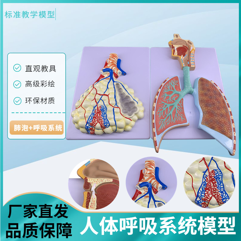 人体呼吸系统解剖模型  肺泡放大解剖模型肺解剖呼吸系统浮雕模型