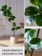 Artificial Green Plant Rubber Tree Ornament Black Diamond Indoor Fake Potted Plant Decoration High-End Light Luxury Large Landscaping Decoration