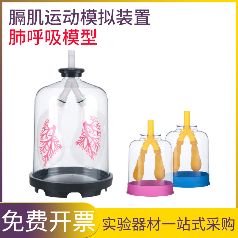 肺呼吸模型膈肌运动模拟演示器人体器官工作原理大气压强教学仪器