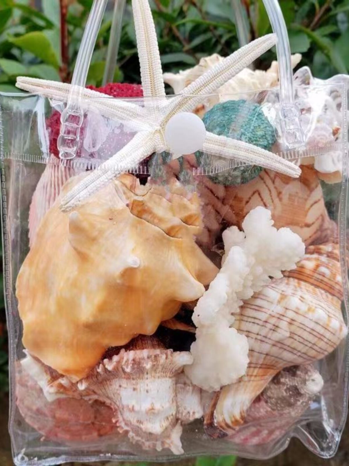 优品壳螺装饰