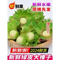 2024 fresh fresh large hazelnuts with green skin and water kernels new arrival Northeast Liaoning water flesh green skin wild mountain hazelnuts raw hazelnuts