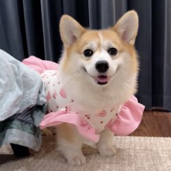 Corgi Dog Clothes, Autumn and Winter Clothing, Fleece Skirt, Cute Shiba Inu, Dachshund, Golden Retriever, Labrador, Small, Medium and Large Dogs