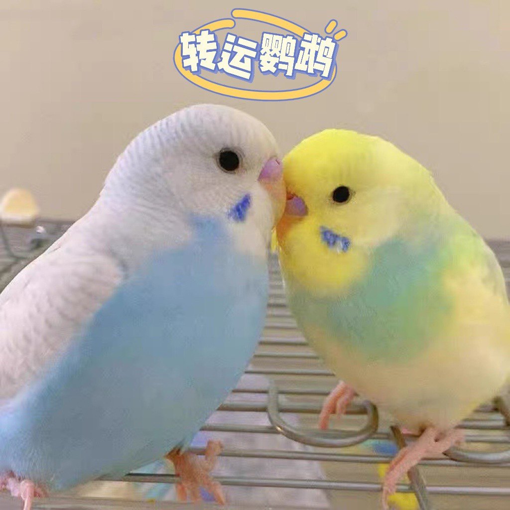 宠物鸟类推荐：金彩大头鹦鹉，你值得拥有！🐦-鸟-淘宝好物网