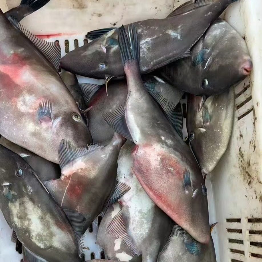 新鲜扒皮狼鱼，开启味蕾盛宴！🐟 -鲽鱼-淘宝百科网