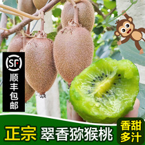 Week to ultra-sweet and fragrant kiwi fresh farmhouse now found with green heart chic pagan fruits 5 catty large fruit pregnant women fruit