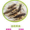 京城爬虫养殖基地