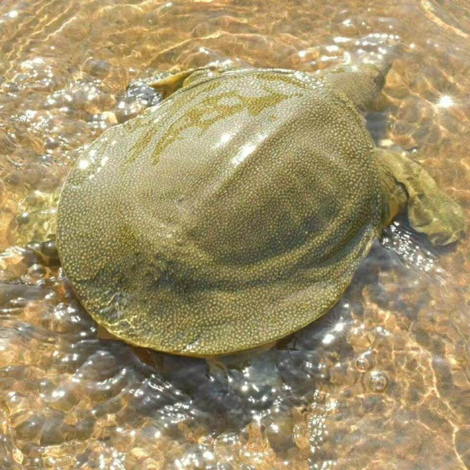 八里河生态甲鱼