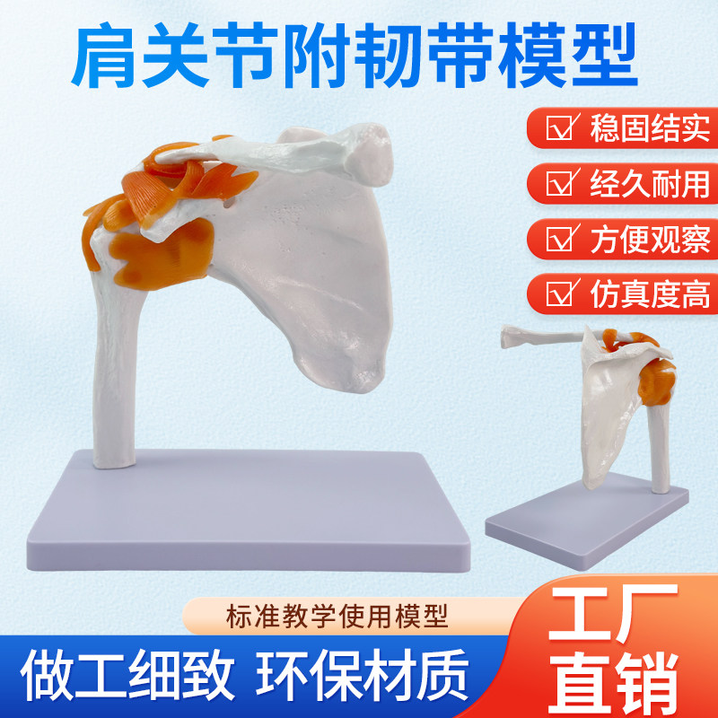 自然大带韧带肩关节模型 人体骨骼模型 锁骨模型 肩胛骨 骨科模型