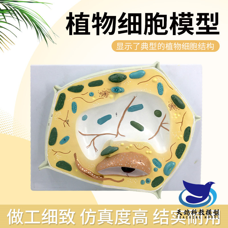 植物细胞模型 教学模型 植物显微标本 教学教具 细胞放大