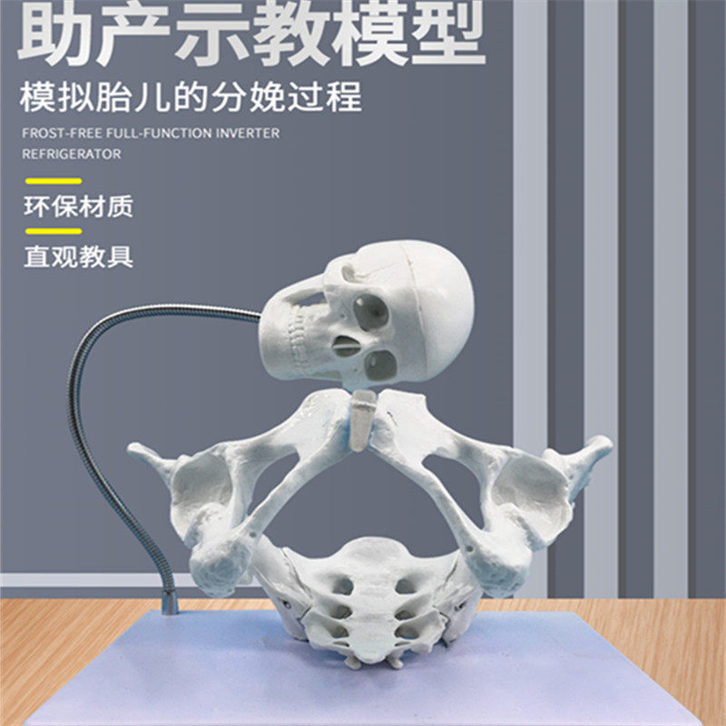 自然大女性骨盆模型 女性骨盆带盆底肌 分娩过程演示助产示教模型