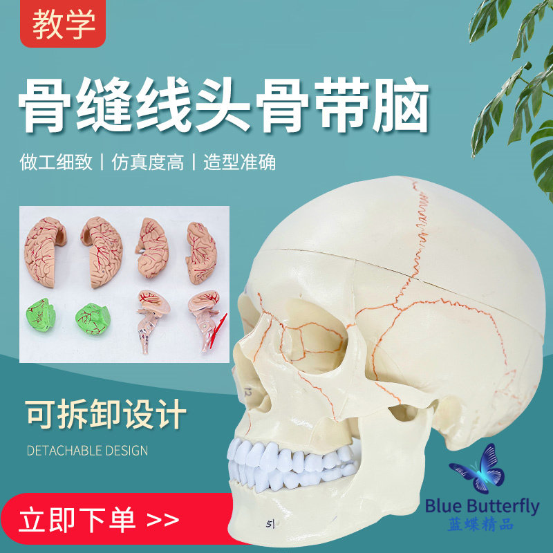 医学人体头颅骨可拆卸大脑模型骨缝线头骨带脑1:1颅脑解剖神经科