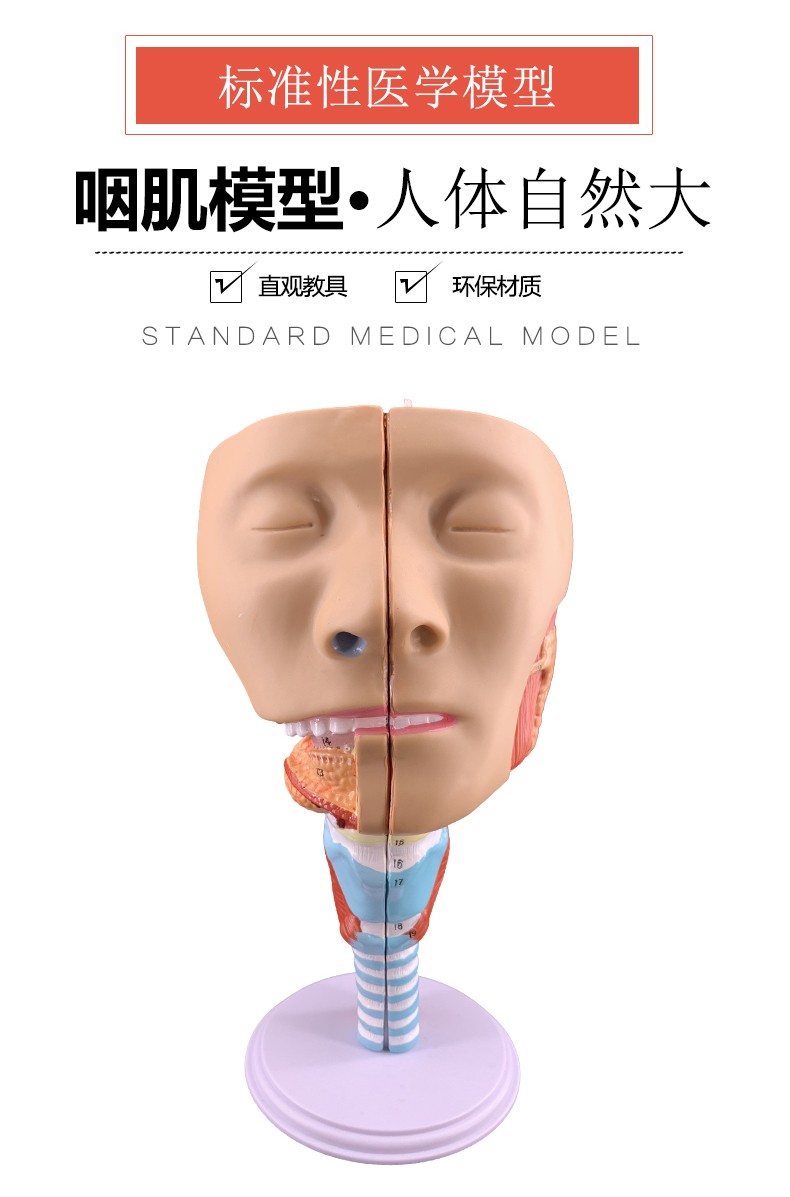 咽肌模型 喉解剖模型 咽喉模型 口鼻模型 舌肌 解剖 头模型