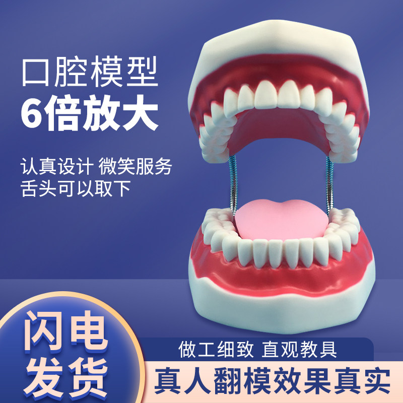 牙齿护理保健模型 放大6倍 大号牙齿清洁教学模具 口腔护理牙模型