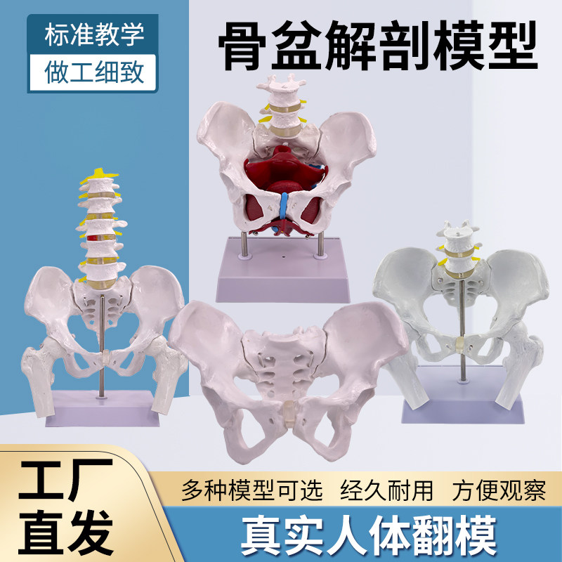 动态女性腰椎骨盆模型关节可动医用人体活动骨骼小盆骨骨架教具
